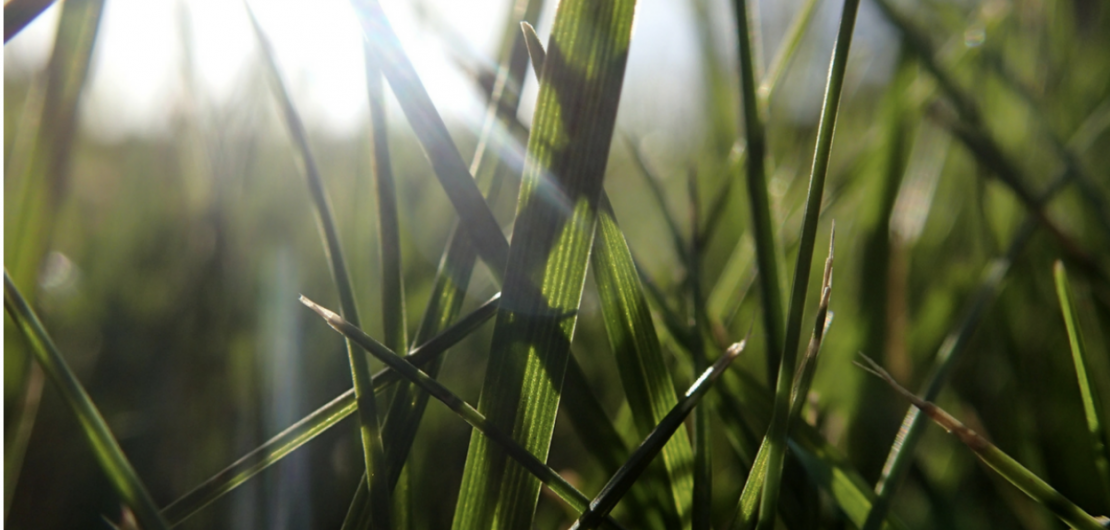 reducing your footprint