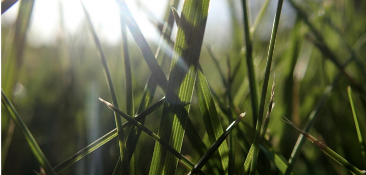 reducing your footprint